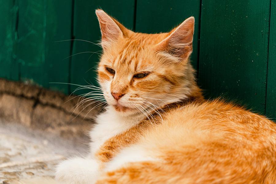 Достопримечательности Котора