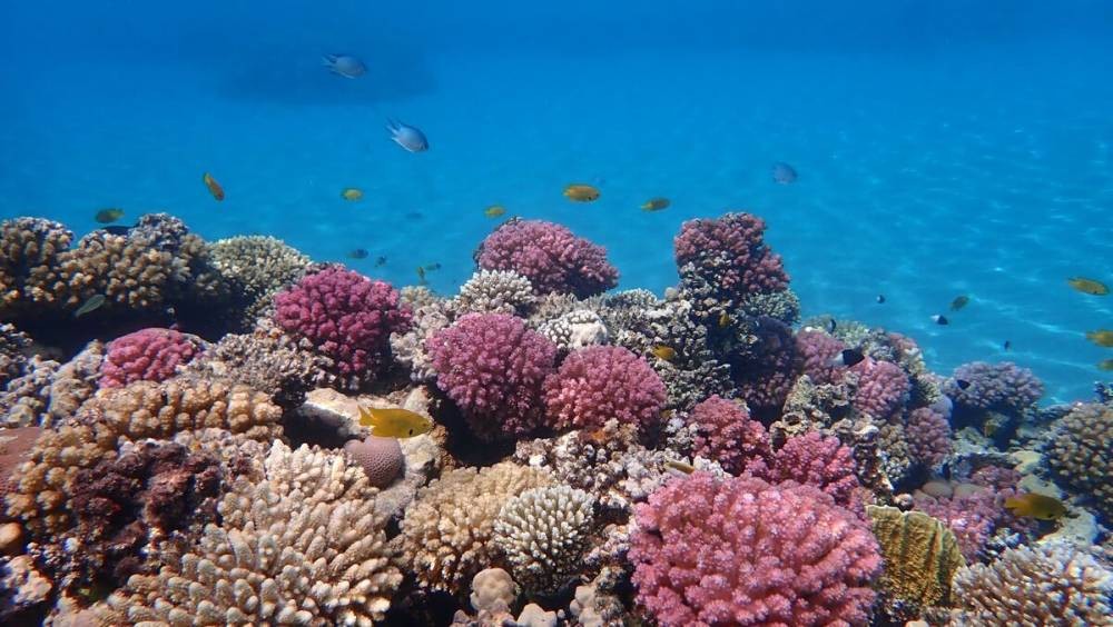 Красное море